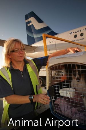 Airport security: animali